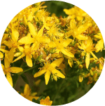 Třezalka tečkovaná