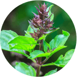 Bazalka posvátná - tulsi